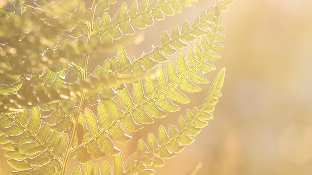 Natural fern leaf, fern leaf pattern. Green foliage with leaves ferns