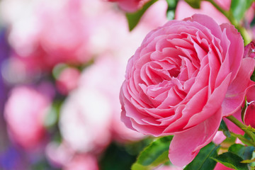 close up color picture of a pink rose with the name: Leonardo da Vinci with blurred background