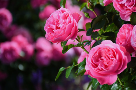 close up color picture of pink roses with the name: Leonardo da Vinci with blurred background