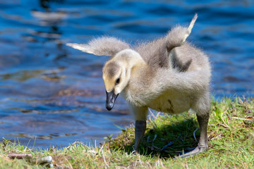 A closeup of a young baby Canada Goose trying unsuccessfully to fly. He is on grass, and blue water...