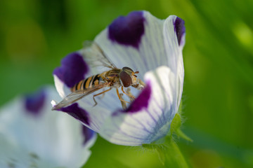 Macro of hoverfly (flower fly, or syrphid fly) sitting on white-violet poppy