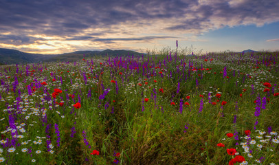 A field of daisies, poppies and mountain lavender high in the mountains