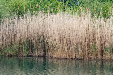 Obraz premium Spring and nature, Auvergne, France.