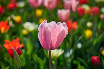 delicate tulip