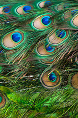 Close-up of Peacock feathers eyespot.