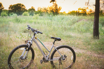 A mountain bike parking in a pine woods