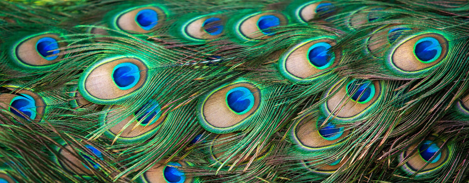 Close-up of peacock eyespot feathers.