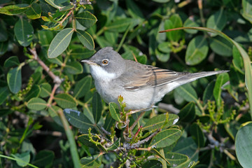 Dorngrasmücke (Sylvia communis) - Common whitethroat © bennytrapp