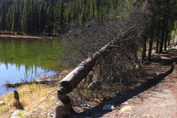 fallen tree cut down by beaver