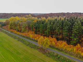Naklejka premium Aerial view of forest with small road during autumn season and colors in the countryside of Walloon Brabant. Belgium