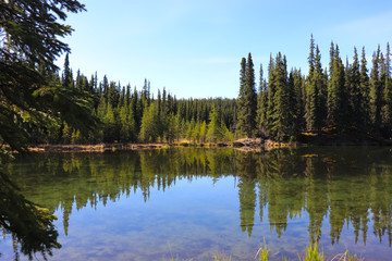 Fototapeta na wymiar reflective lake in the forest
