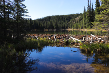 beaver dam in a lake