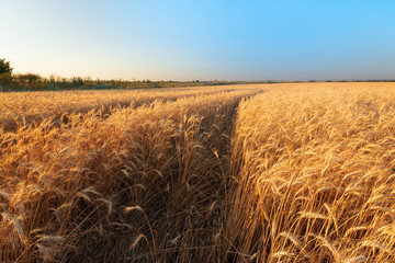 Fototapeta na wymiar ripe wheat bright summer day / ripe wheat against the blue sky of the field of Ukraine
