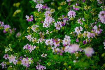 Wild flowers