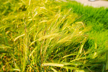 Wheat field in the summer