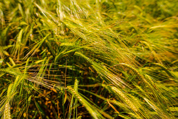 Wheat field in the summer