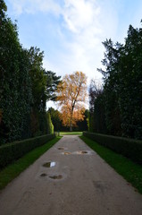 Alley after rain in the gardens of Versailles