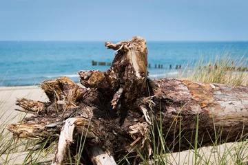 Dead tree in dune © Letters from Joakim