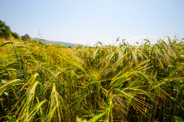 Wheat field in the summer