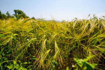 Wheat field in the summer