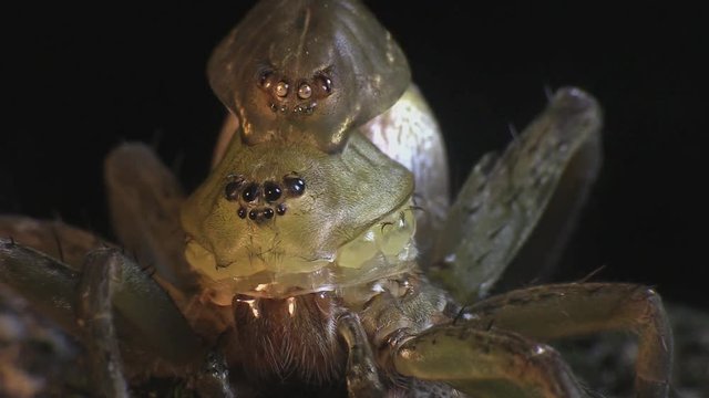Fishing spider molting its skin 1194 7