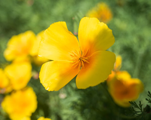 Kalifornischer Mohn