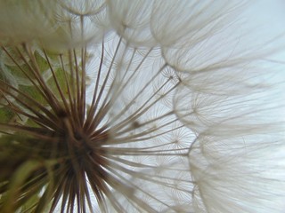 dandelion abstract