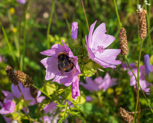 Fototapeta premium Helle Erdhummel auf Blüte SiegBmarswurz