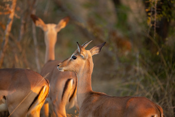A herd of Impala the gorgeous glow of winters sunset