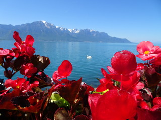 Blumen von Montreux blicken auf den Genfer See