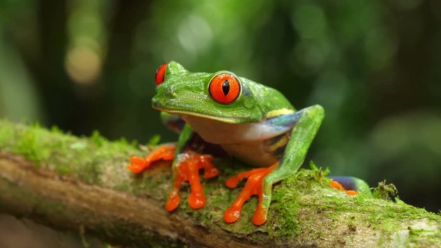 Red-eyed tree frog in its natural habitat in the Caribbean rainforest.  Wildlife endangered species. Awesome colorful frogs collection. Agalychnis callidryas, known as the red-eyed treefrog.