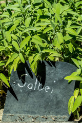 Heilkräuter anbauen im Kräutergarten