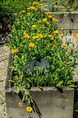 Heilkräuter anbauen im Kräutergarten