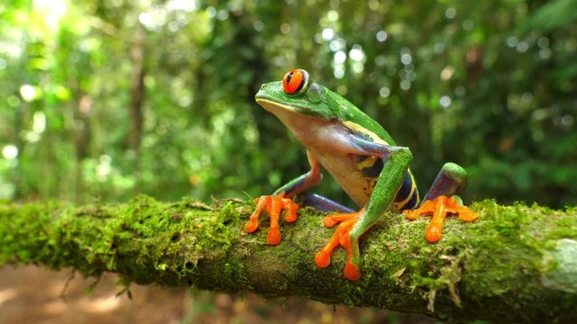 Red-eyed tree frog in its natural habitat in the Caribbean rainforest.  Wildlife endangered species. Awesome colorful frogs collection. Agalychnis callidryas, known as the red-eyed treefrog.