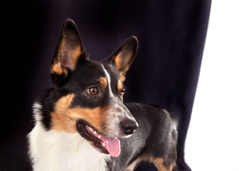 Portrait of a dog breed Cardigan Welsh Corgi on a black and white  background