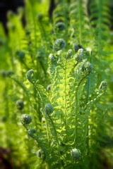 Young green fern thickets in spring in backlight