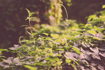 Green fresh Hop flower and leaves growing in a hop yard for herbal medicine.  Close-up of dry green...