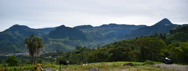 Fototapeta na wymiar Colombian Countryside with Farm and Garden and Cow and Lush Forest with White Sky and Mountains in the Background