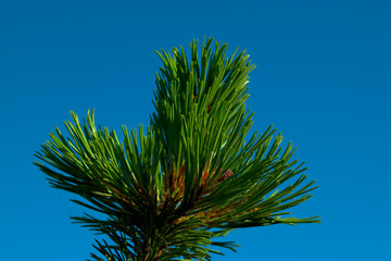Green fir branch on blue sky