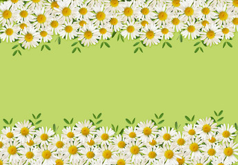 Daisy flowers and green grass in a border arrangements