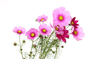 コスモスの花束