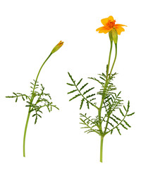 Set of wild marigold flower and buds