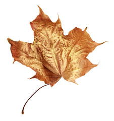 Dry autumn maple leaf painted with gold isolated on white