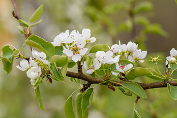 White pear blossoms on a branch closeup on blurry background