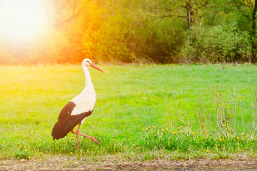 Obraz na płótnie Canvas White stork Ciconia ciconia walking in the woods with glow