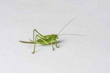 Green grasshopper Tettigonia cantans isolated on white background close-up, live insect