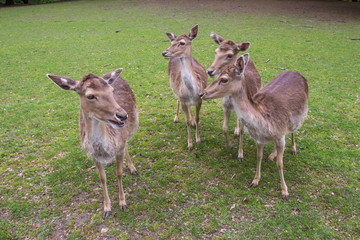 Beautiful Mule Deer