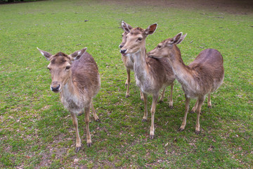 A flock of herd of fallow deer