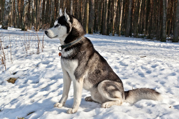 Dog breed Siberian Husky dog sitting in the snow on the forest background