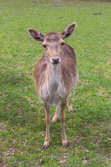 Portrait of a deer wild animal. Wild atmosphere.